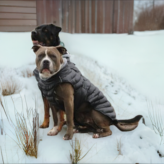 Alpine Extreme Weather Puffer Dog Coat by Doggie Design Black