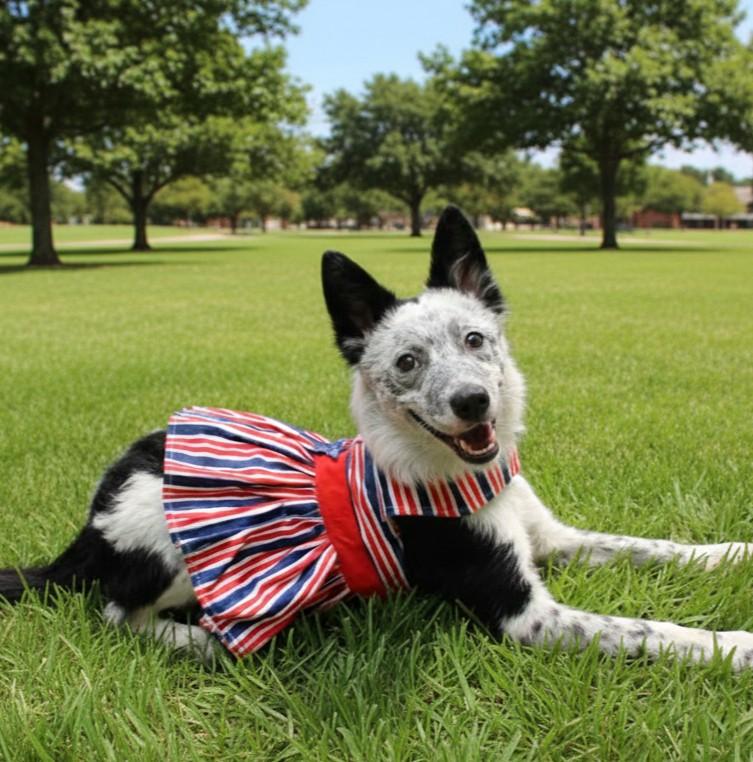 Patriotic Dog Dress with Matching Leash-XS-L