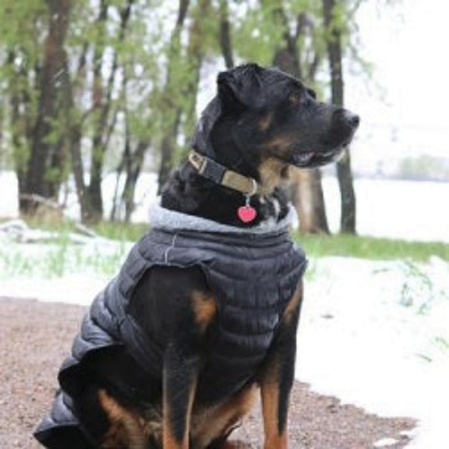 Alpine Extreme Weather Puffer Dog Coat by Doggie Design Black