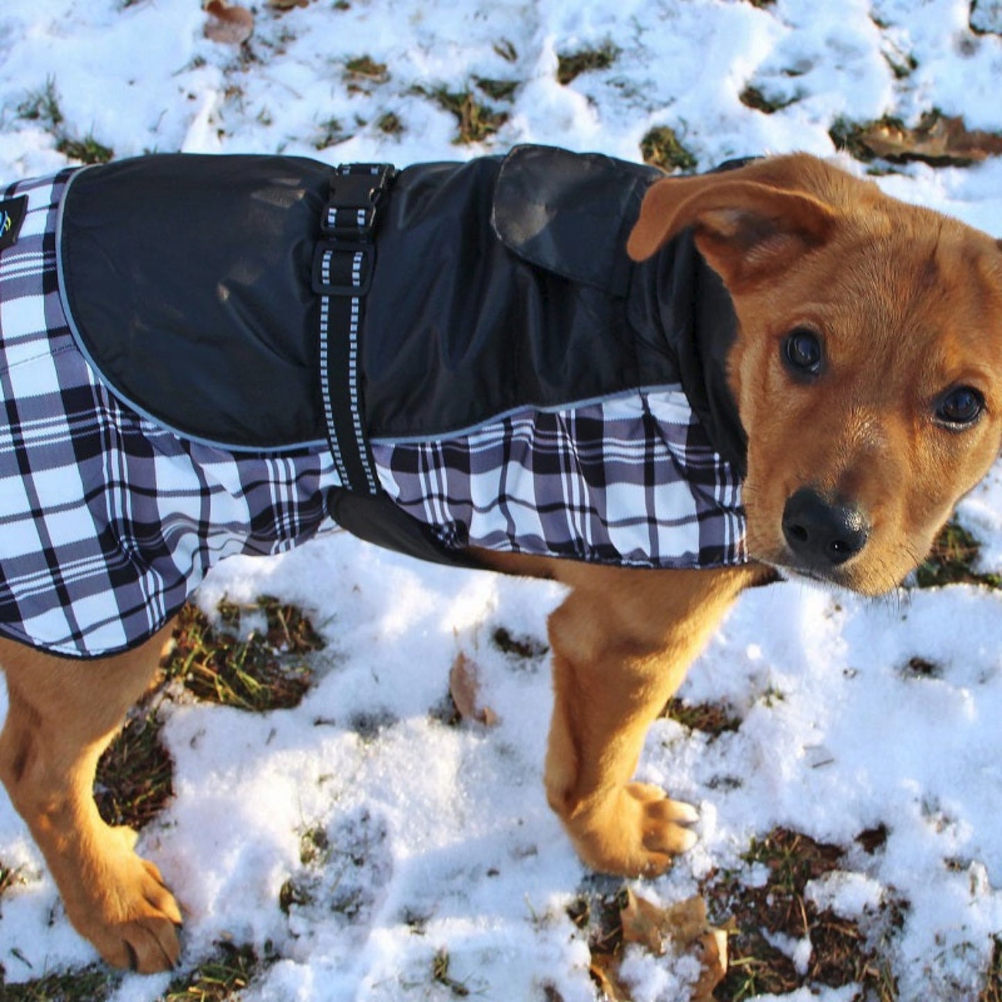 Alpine Dog Coat Black and White Plaid 65164
