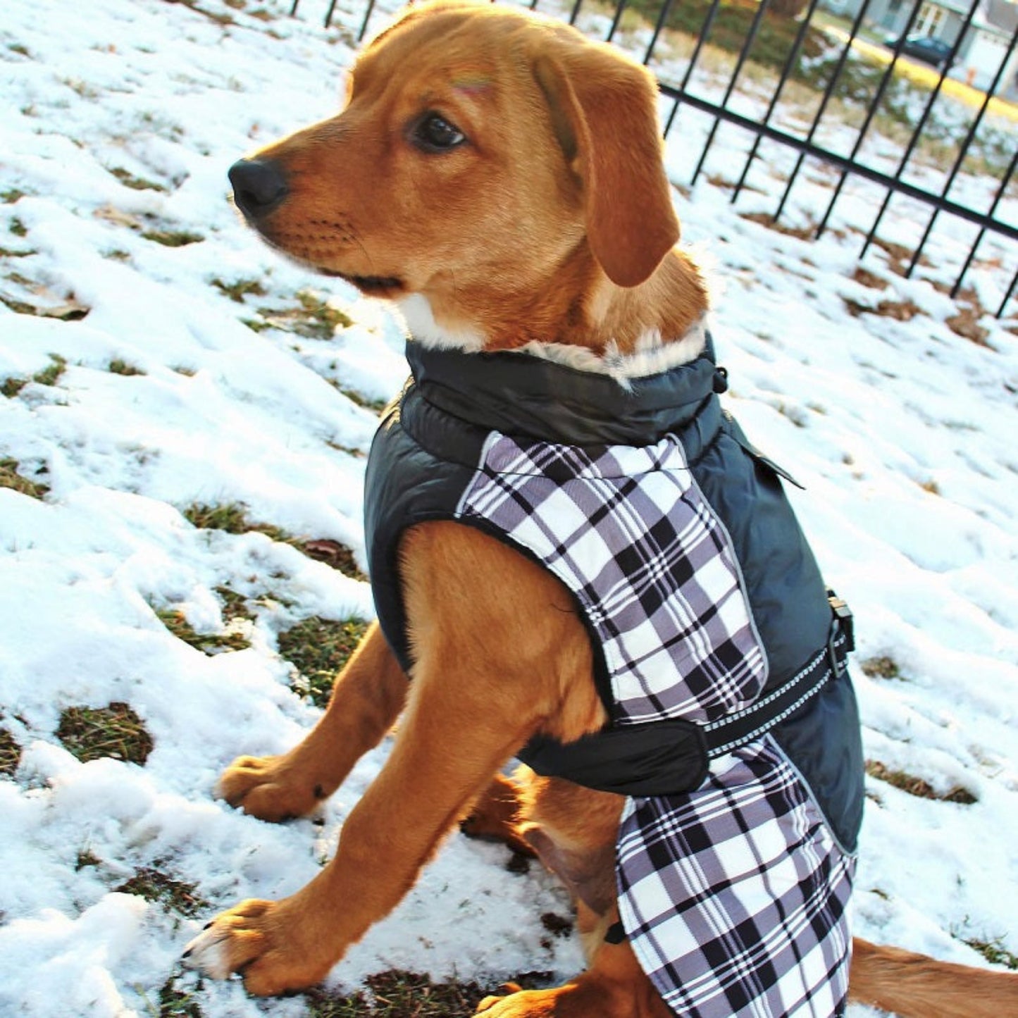 Alpine Dog Coat Black and White Plaid 65164