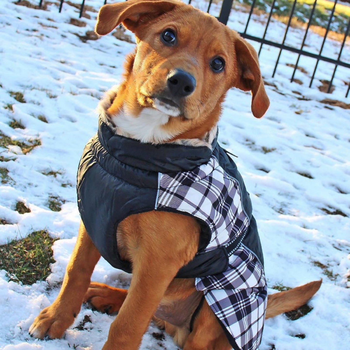 Alpine Dog Coat Black and White Plaid 65164