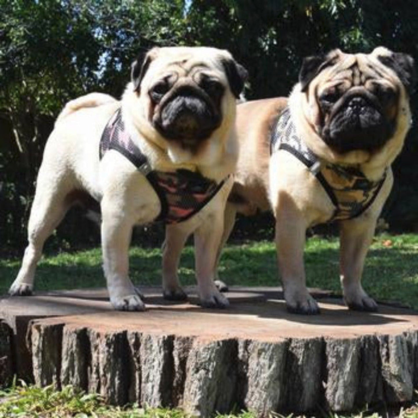 American River Camo Choke Free Dog Harness Pink