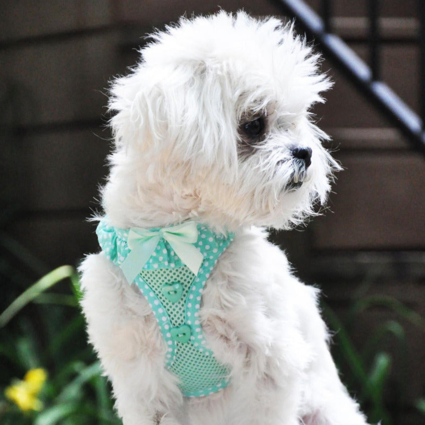 American River Choke Free Dog Harness Polka Dot Collection - Teal Polka Dot 71519