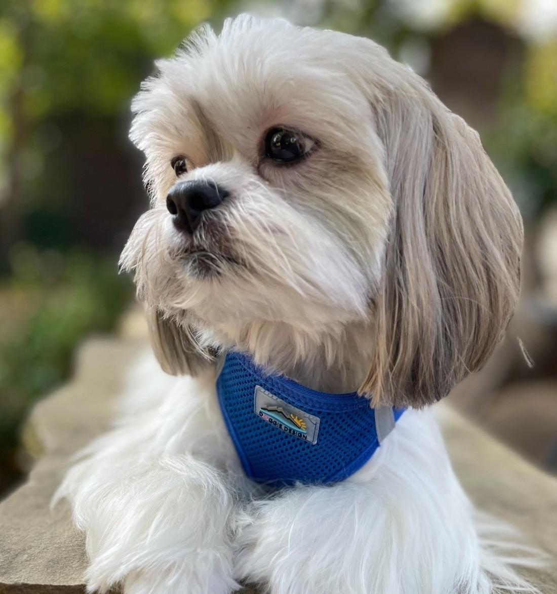 Dog wearing Cobalt Blue American River choke‑free mesh harness