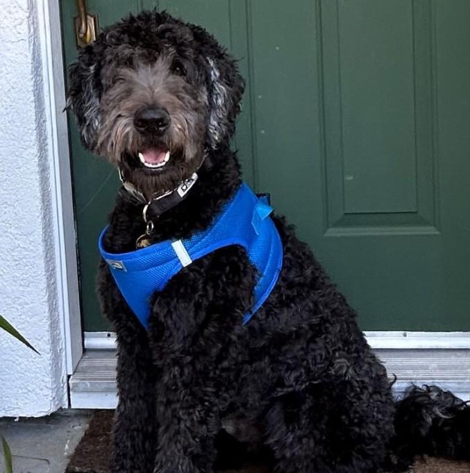 Dog wearing Cobalt Blue American River choke‑free mesh harness