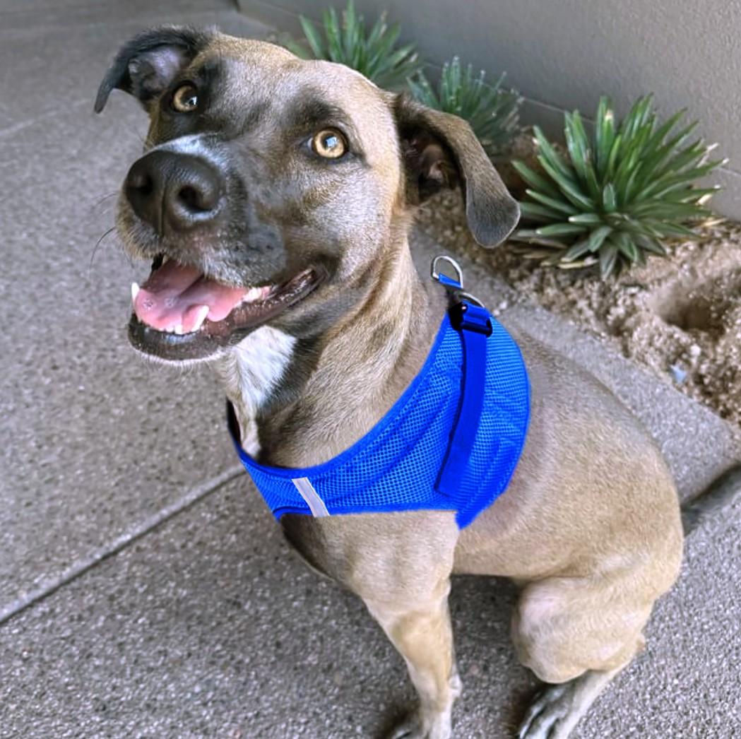 Dog wearing Cobalt Blue American River choke‑free mesh harness