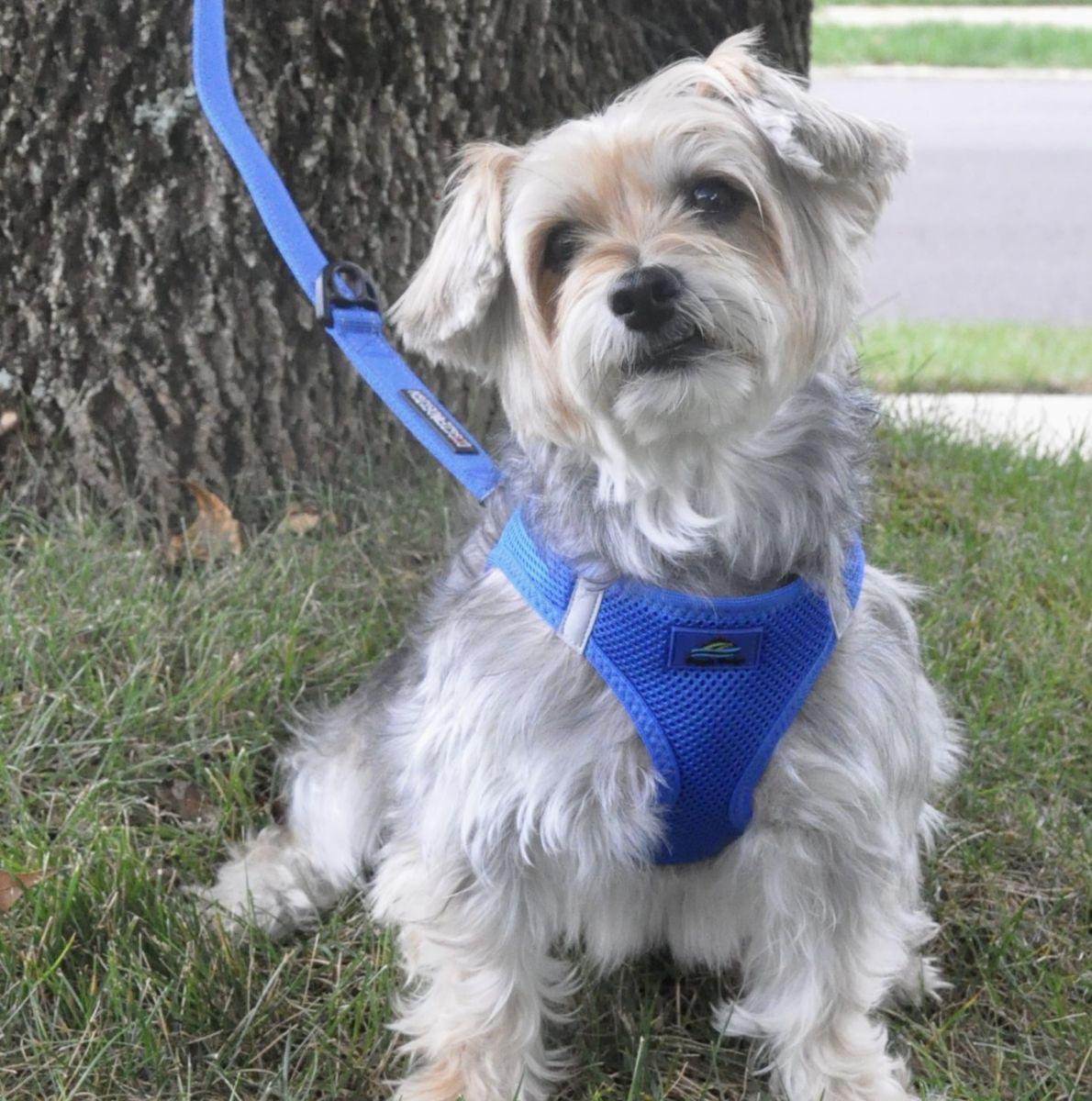 Dog wearing Cobalt Blue American River choke‑free mesh harness