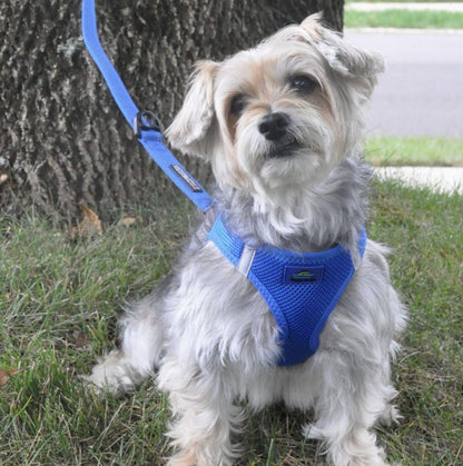 Dog wearing Cobalt Blue American River choke‑free mesh harness