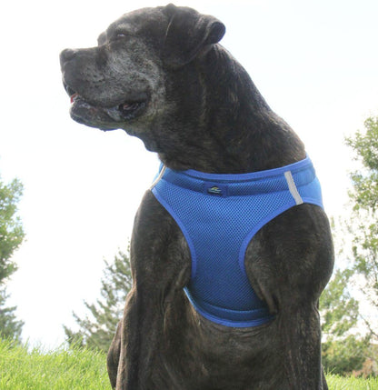 Dog wearing Cobalt Blue American River choke‑free mesh harness