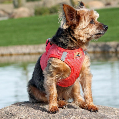American River Choke‑Free Step‑In Dog Harness – Coral (XXS–3XL)