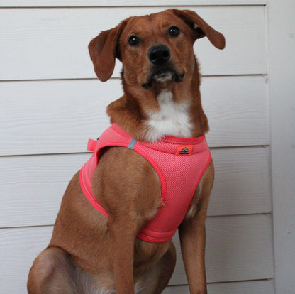 Dog wearing Coral American River choke‑free mesh harness