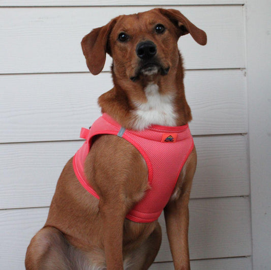Dog wearing Coral American River choke‑free mesh harness