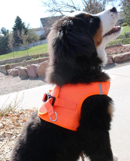 American River Choke‑Free Step‑In Dog Harness – Hunter Orange (XXS–3XL)