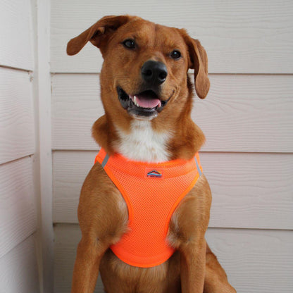 Dog wearing Hunter Orange American River choke‑free mesh harness