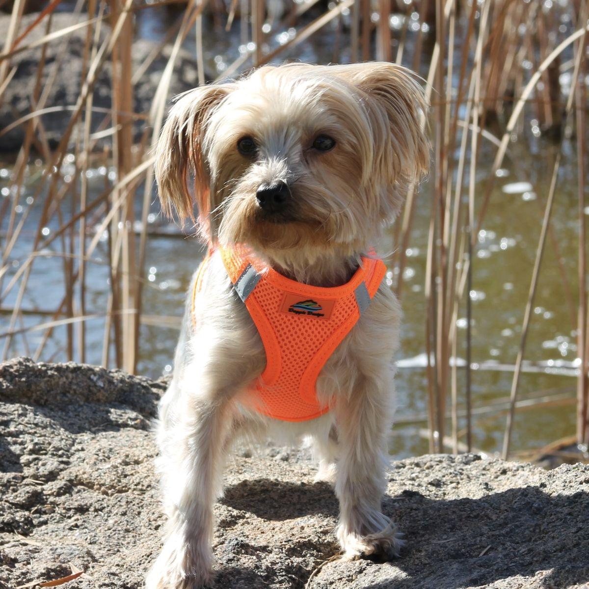 American River Choke‑Free Step‑In Dog Harness – Hunter Orange (XXS–3XL)