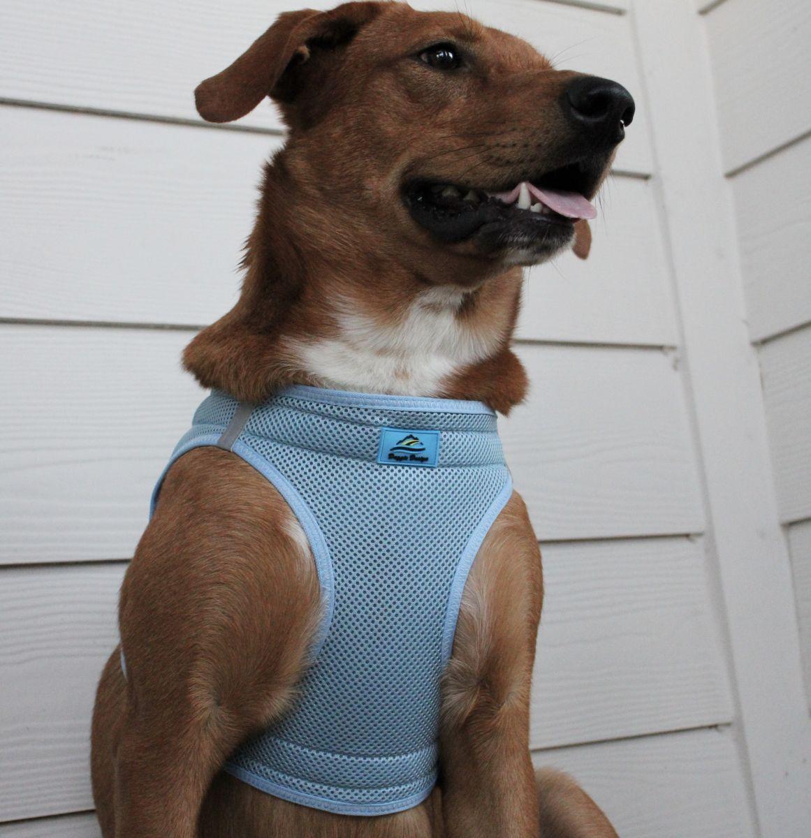 Dog wearing Light Blue American River choke‑free mesh harness