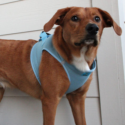 Dog wearing Light Blue American River choke‑free mesh harness