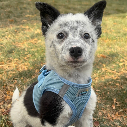 Dog wearing Light Blue American River choke‑free mesh harness