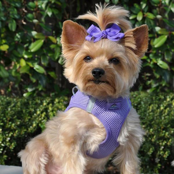 Dog wearing Paisley Purple American River choke‑free mesh harness