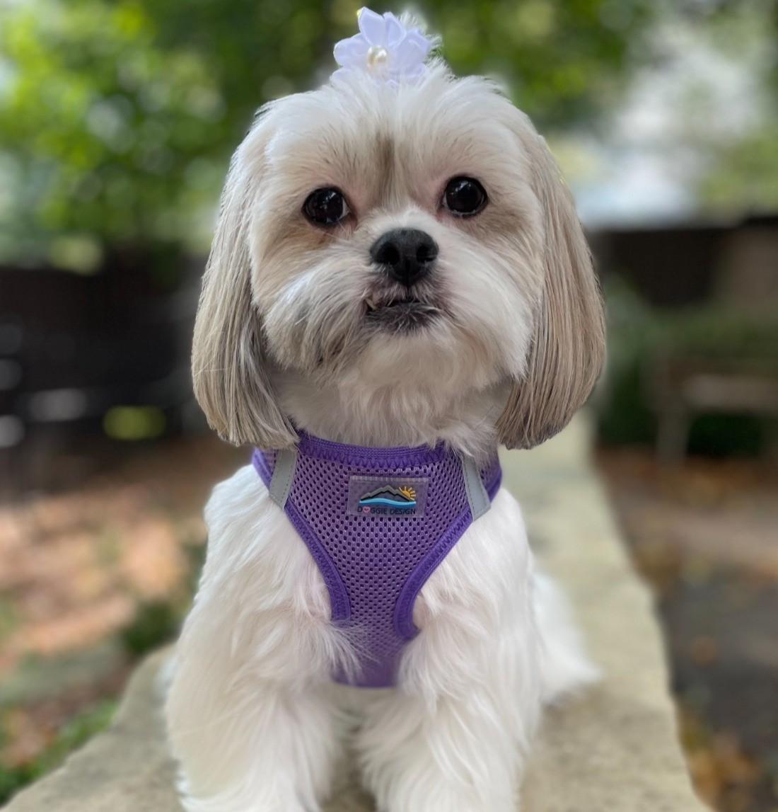 Dog wearing Paisley Purple American River choke‑free mesh harness