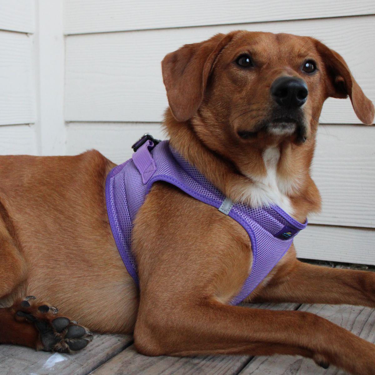Dog wearing Paisley Purple American River choke‑free mesh harness