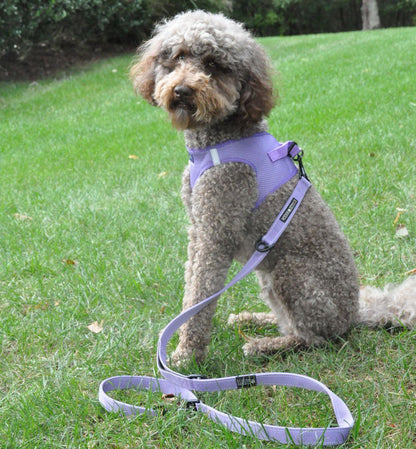 Dog wearing Paisley Purple American River choke‑free mesh harness