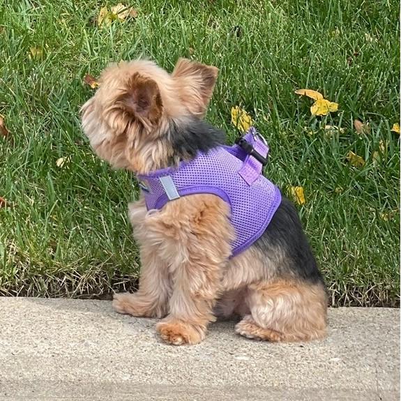 Dog wearing Paisley Purple American River choke‑free mesh harness