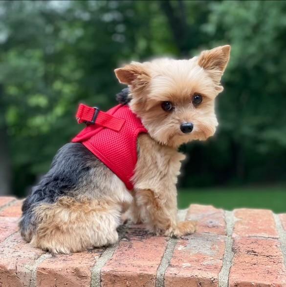 Dog wearing Red American River choke‑free mesh harness