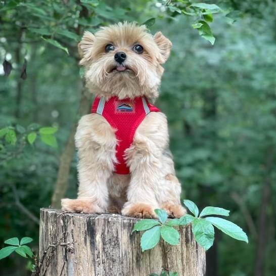 Small dog wearing a red harness sitting on a wooden stump with a green forest background