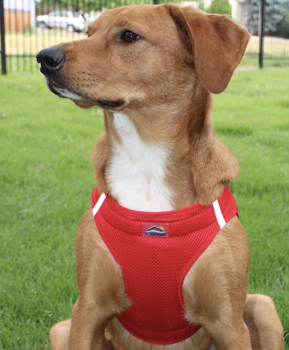 Dog wearing Red American River choke‑free mesh harness