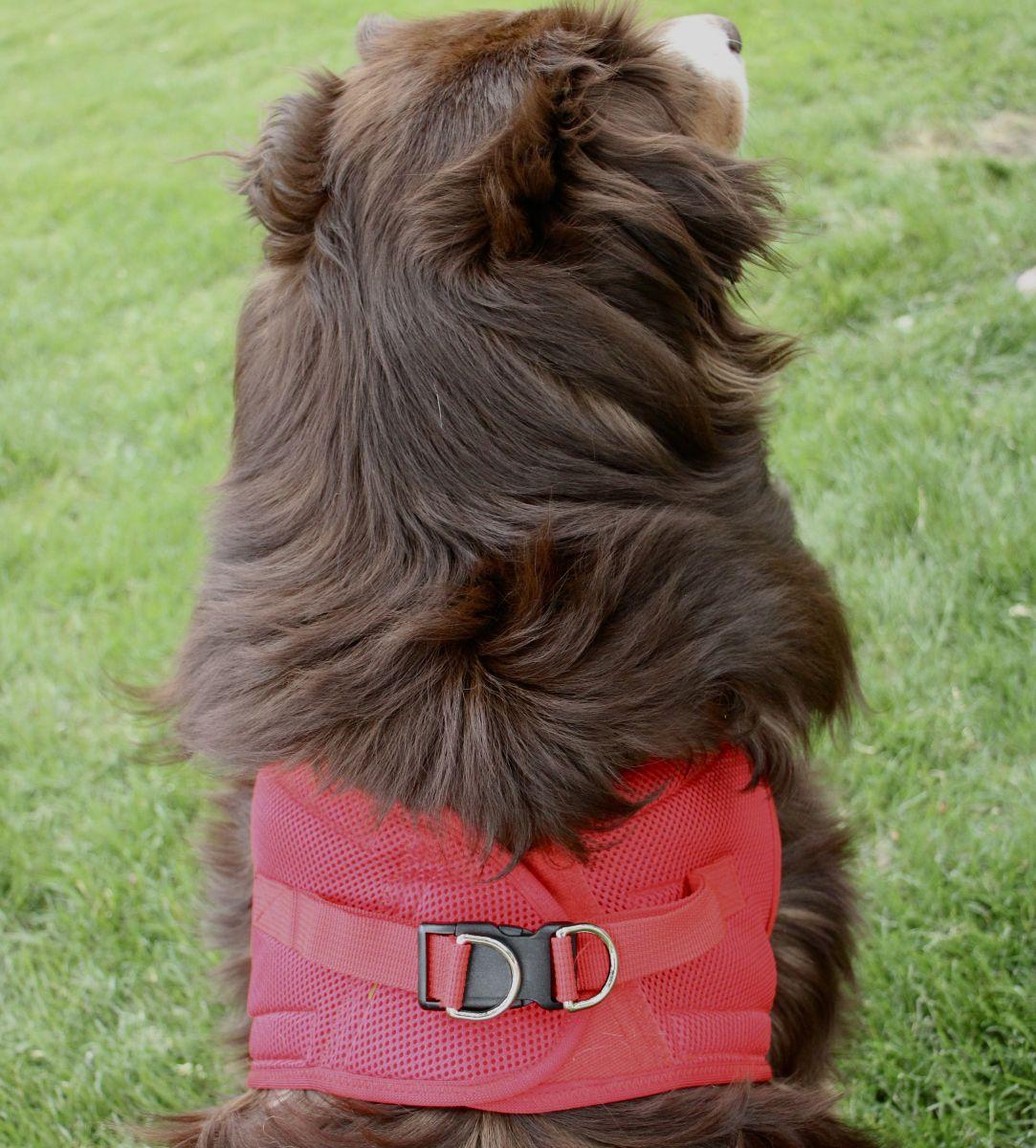 Dog wearing Red American River choke‑free mesh harness