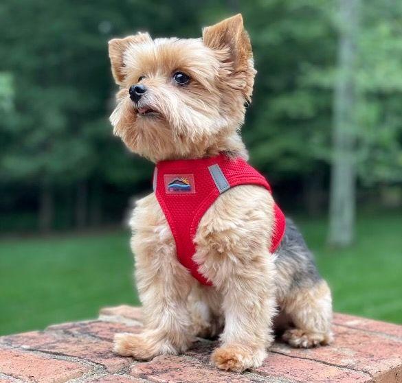 Dog wearing Red American River choke‑free mesh harness