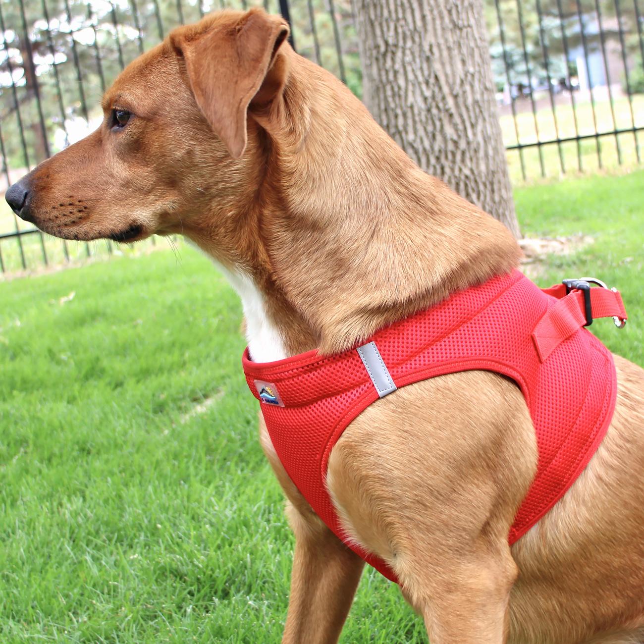 Dog wearing Red American River choke‑free mesh harness