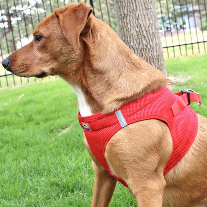 Dog wearing Red American River choke‑free mesh harness