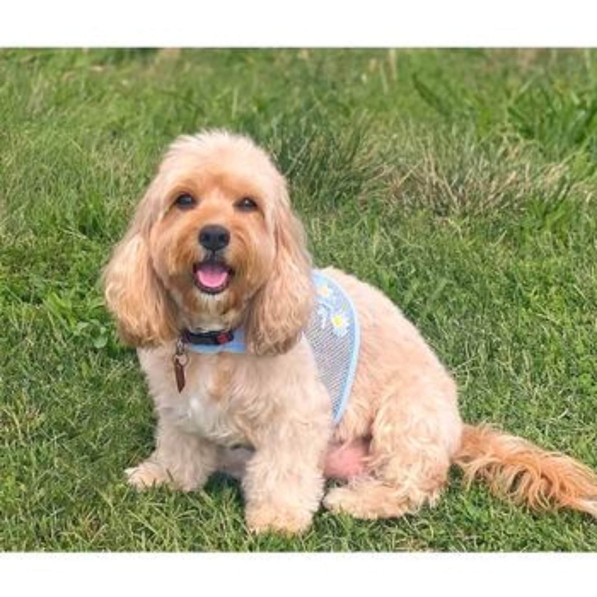 Cool Mesh Dog Harness – Blue Daisy | Rascal Pet Store