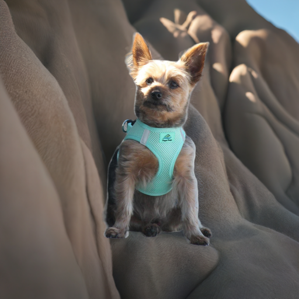 American River Ultra Choke-Free Mesh Dog Harness by Doggie Design- Teal-66869