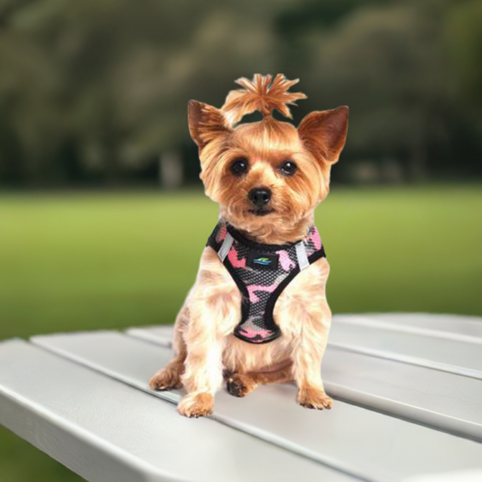 Products – Rascal Pet Store