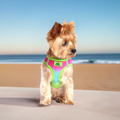 Rainbow dog harness
