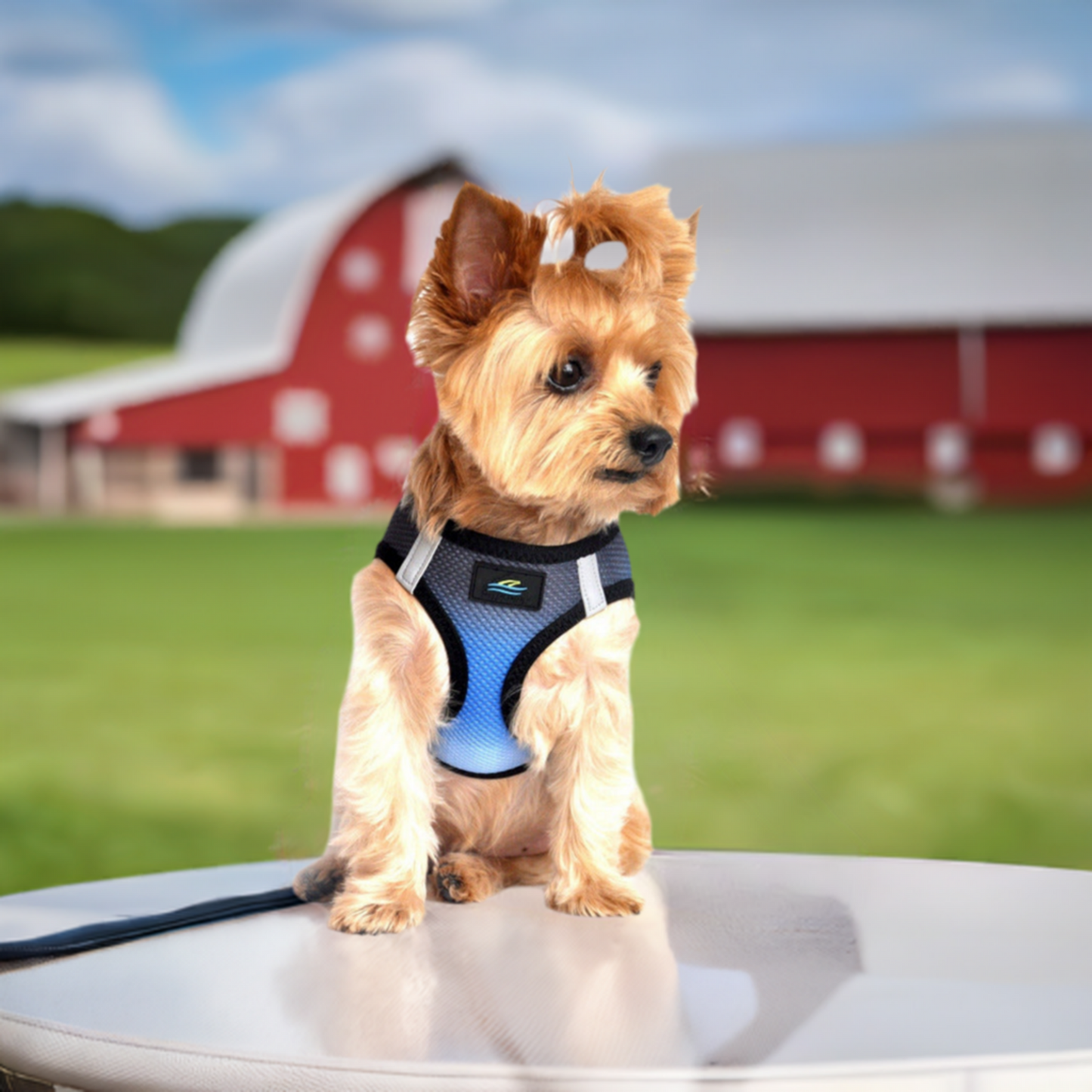 Midnight Sky dog harness