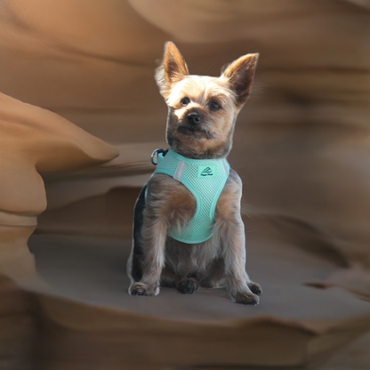 American River Ultra Choke-Free Mesh Dog Harness by Doggie Design- Teal-66869