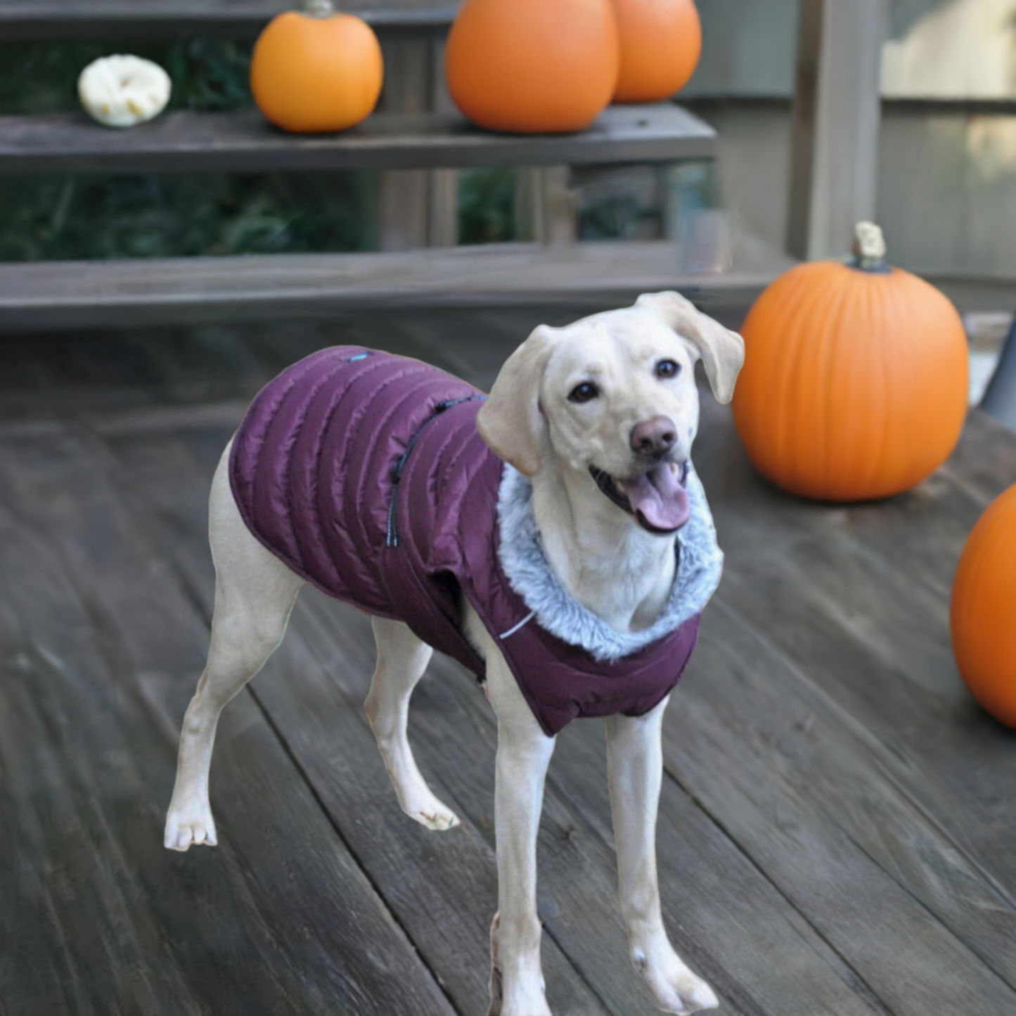 Doggie Design Alpine Extreme Weather Puffer Dog Coat Burgundy 68222