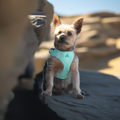 American River Ultra Choke-Free Mesh Dog Harness by Doggie Design- Teal-66869