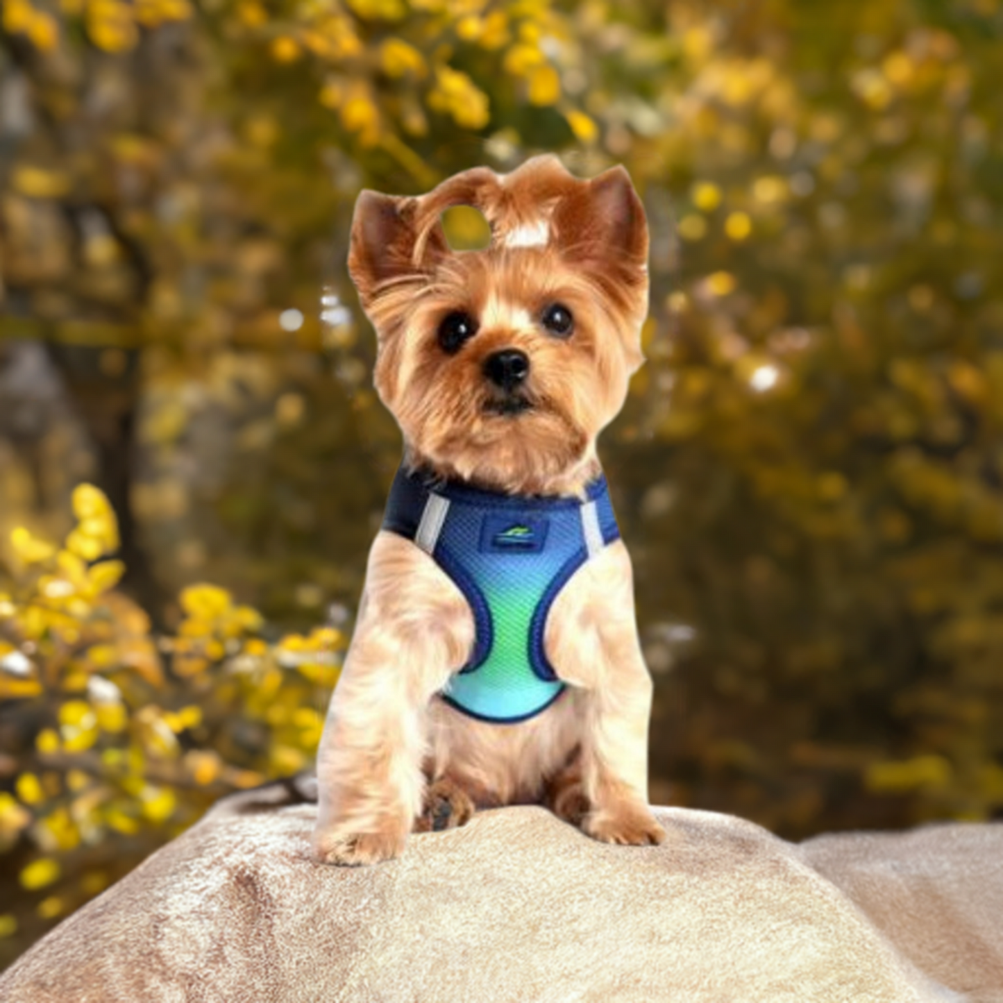 Northern Lights dog harness