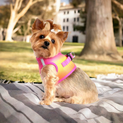 Raspberry & Orange dog harness