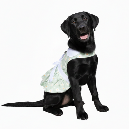 Mint Green Daisy Dog Dress with Matching Leash | Doggie Design (XS–XL)