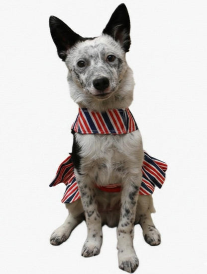Dog wearing patriotic dress – summer outfit