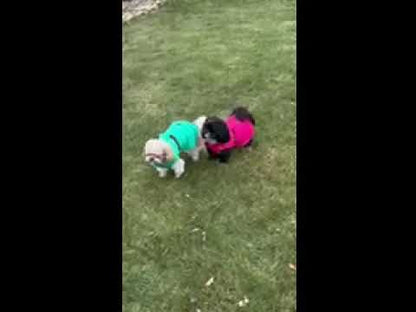 Alpine Extreme Weather Puffer Dog Coat by Doggie Design Orange 68229 (Copy)