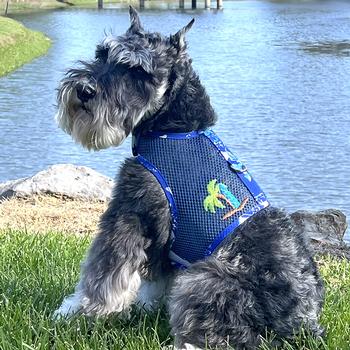 Dog wearing a blue harness with a colorful design, sitting on grass by a body of water.