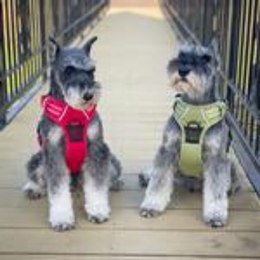 Venture Paw Pull Control harness in green canvas